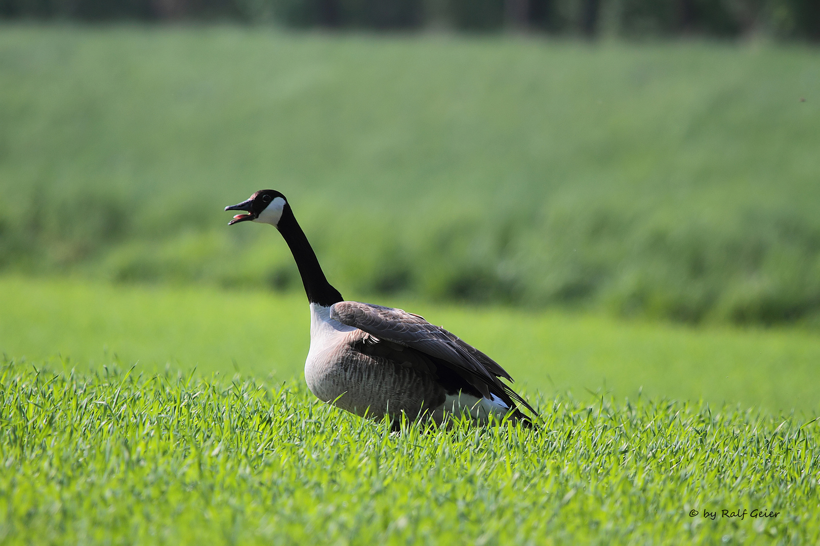 Kanadagans (Branta canadensis) Serie 1