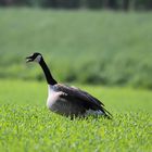 Kanadagans (Branta canadensis) Serie 1