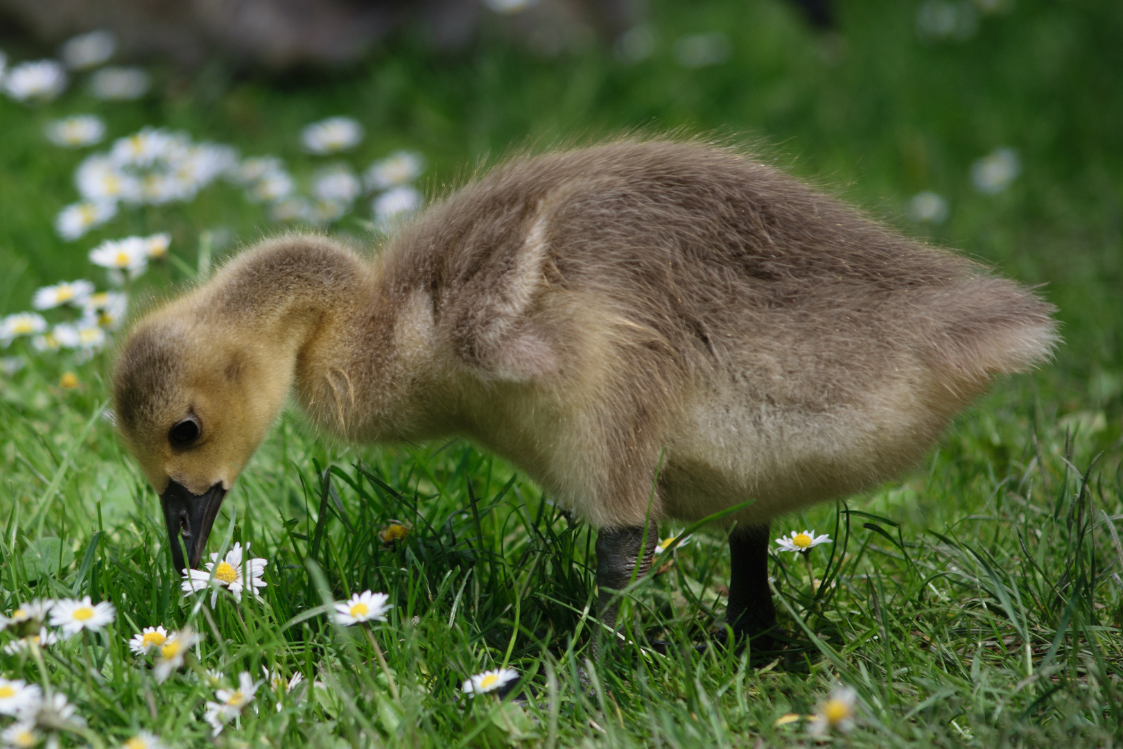 kanadagans-branta-canadensis_34479401390_o