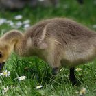 kanadagans-branta-canadensis_34479401390_o