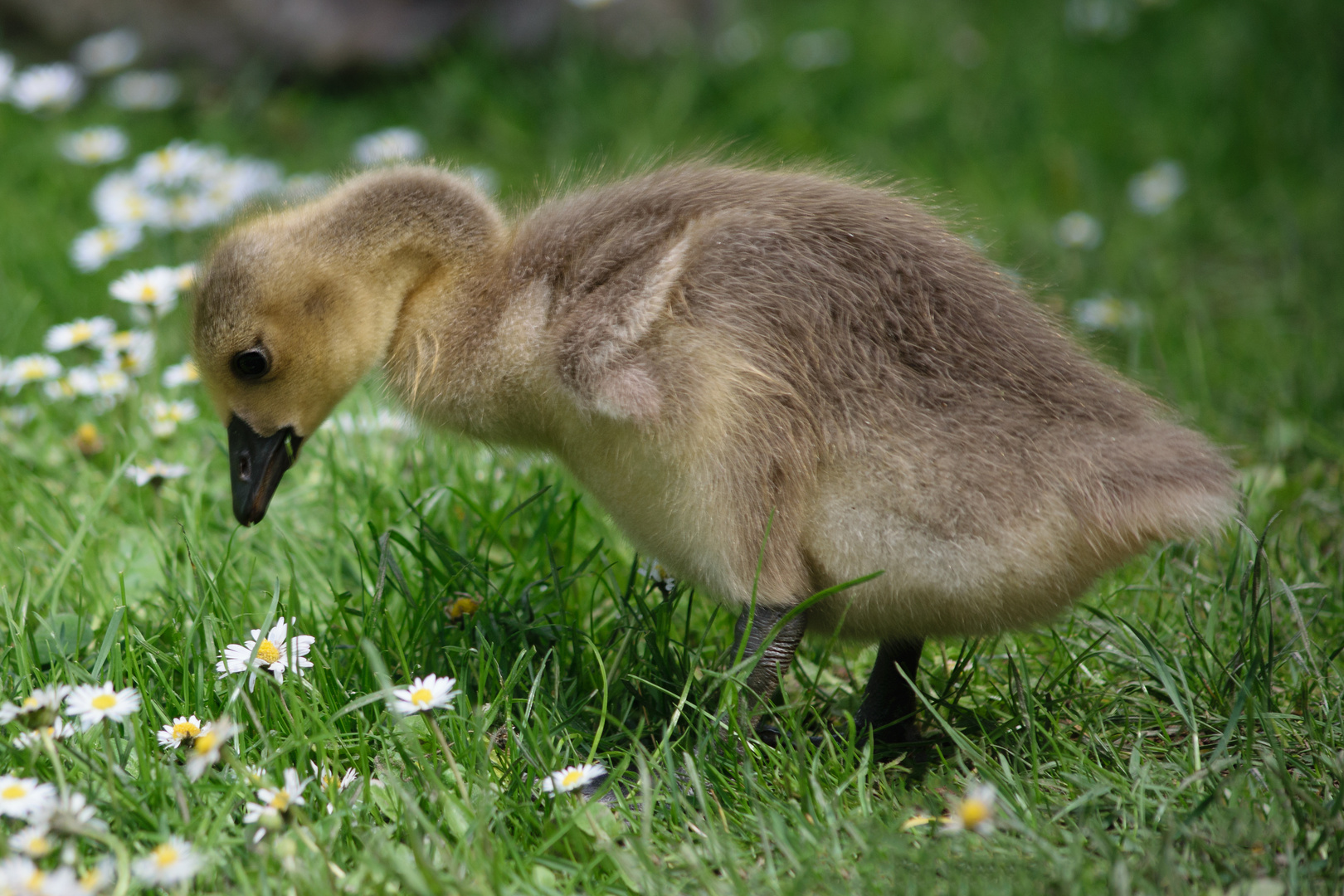 kanadagans-branta-canadensis_34479415280_o