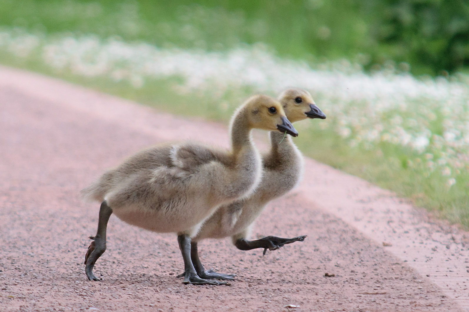 kanadagans-branta-canadensis_34820973561_o