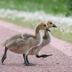 kanadagans-branta-canadensis_34820973561_o