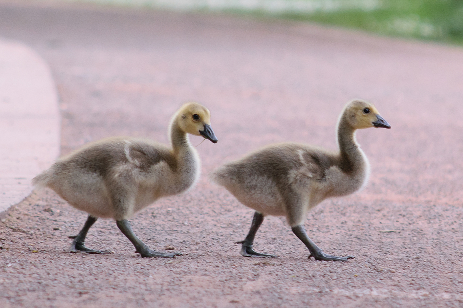 kanadagans-branta-canadensis_34820977901_o