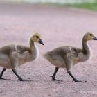 kanadagans-branta-canadensis_34820977901_o