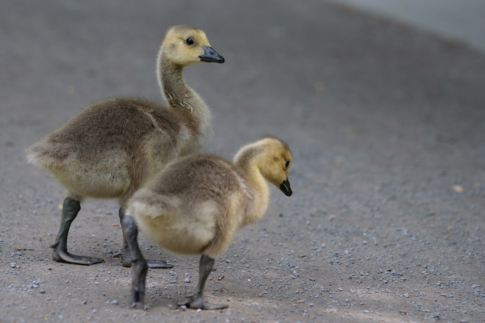 kanadagans-branta-canadensis_34852465545_o