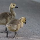 kanadagans-branta-canadensis_34852465545_o