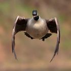 	 Kanadagans - Canada Goose - Branta canadensis