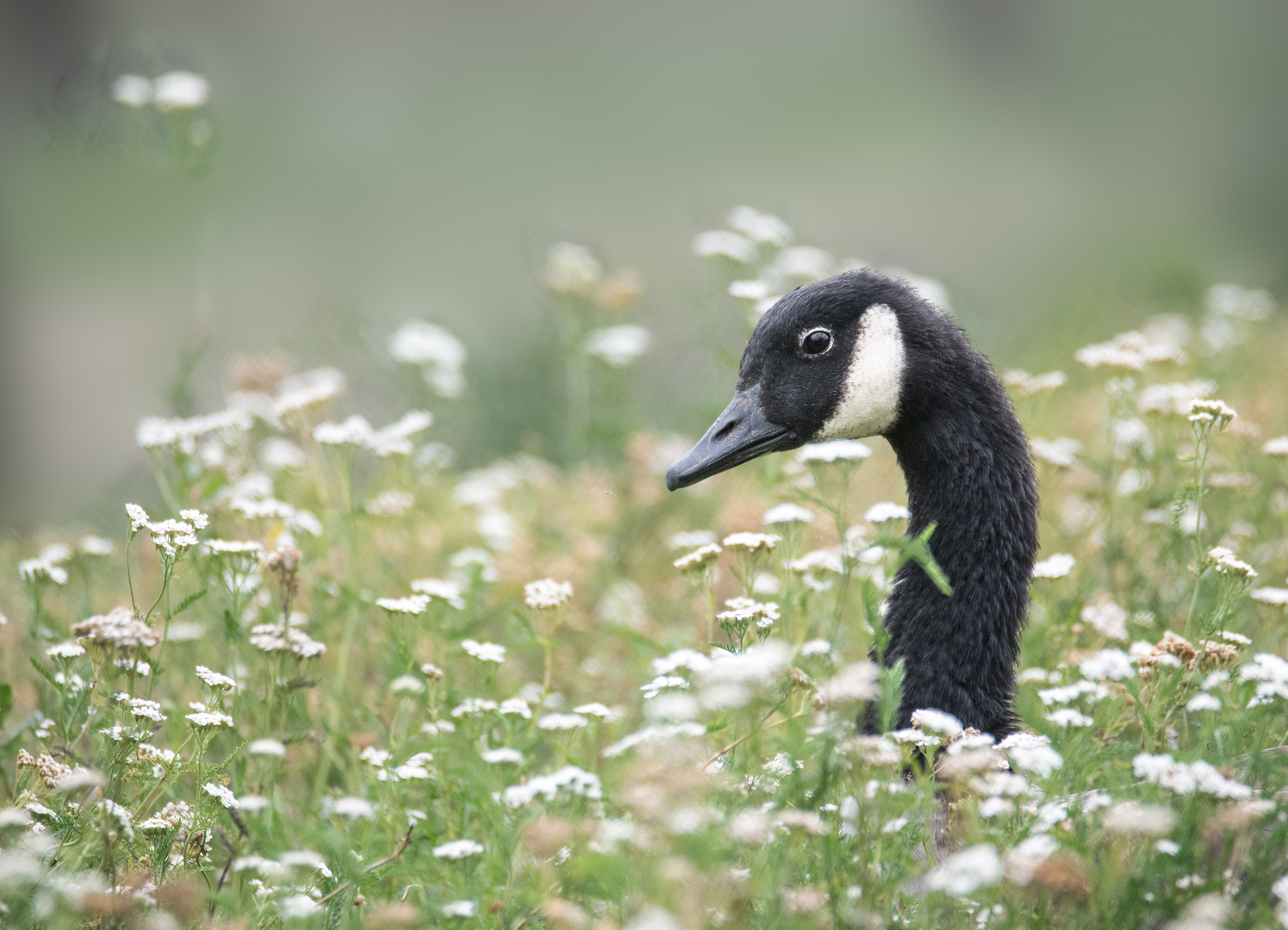 Kanadagans Foto & Bild | tiere, haustiere, nutztiere ...