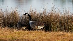 Wildlebende Vögel