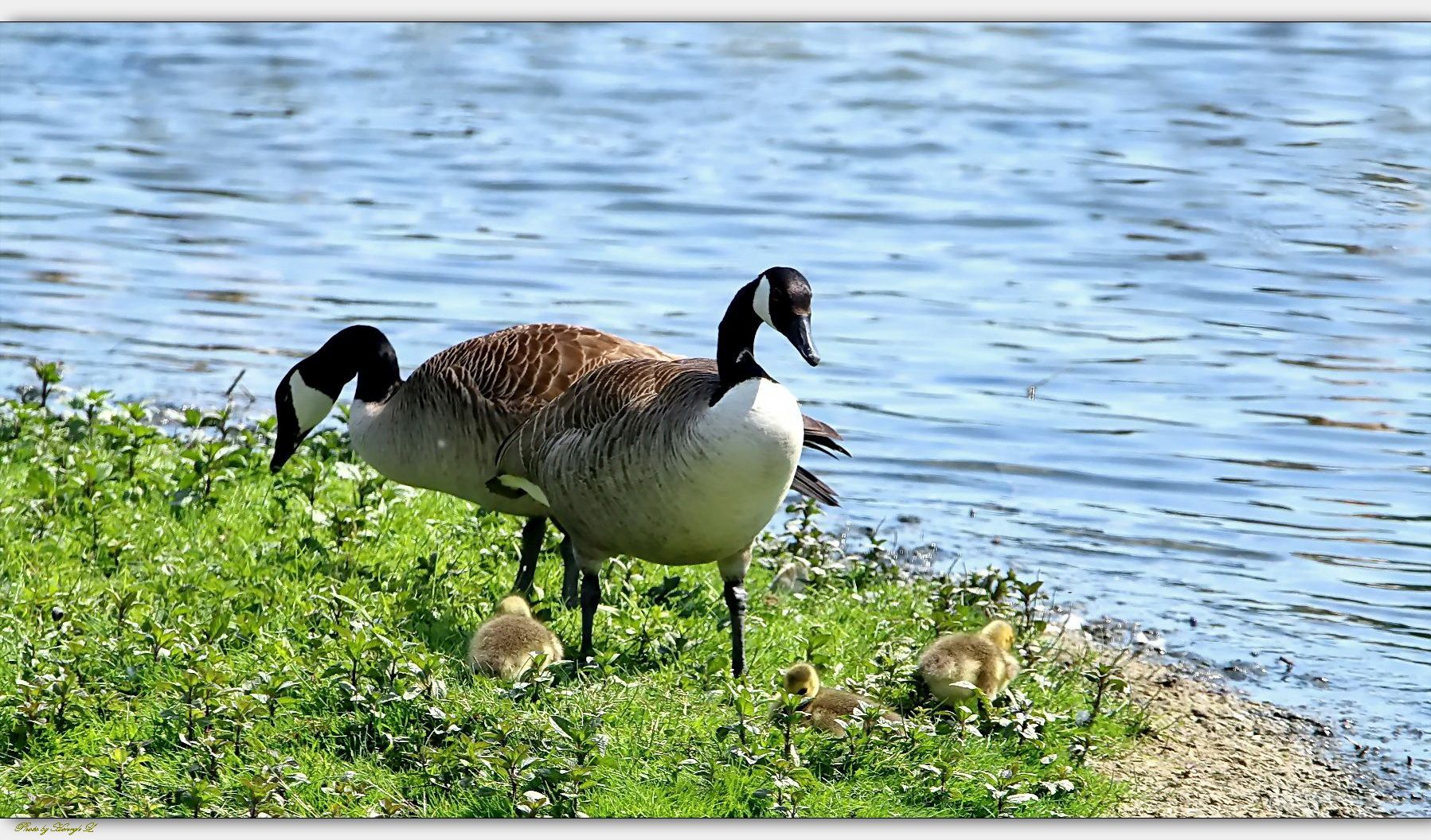 Kanadagans Familie