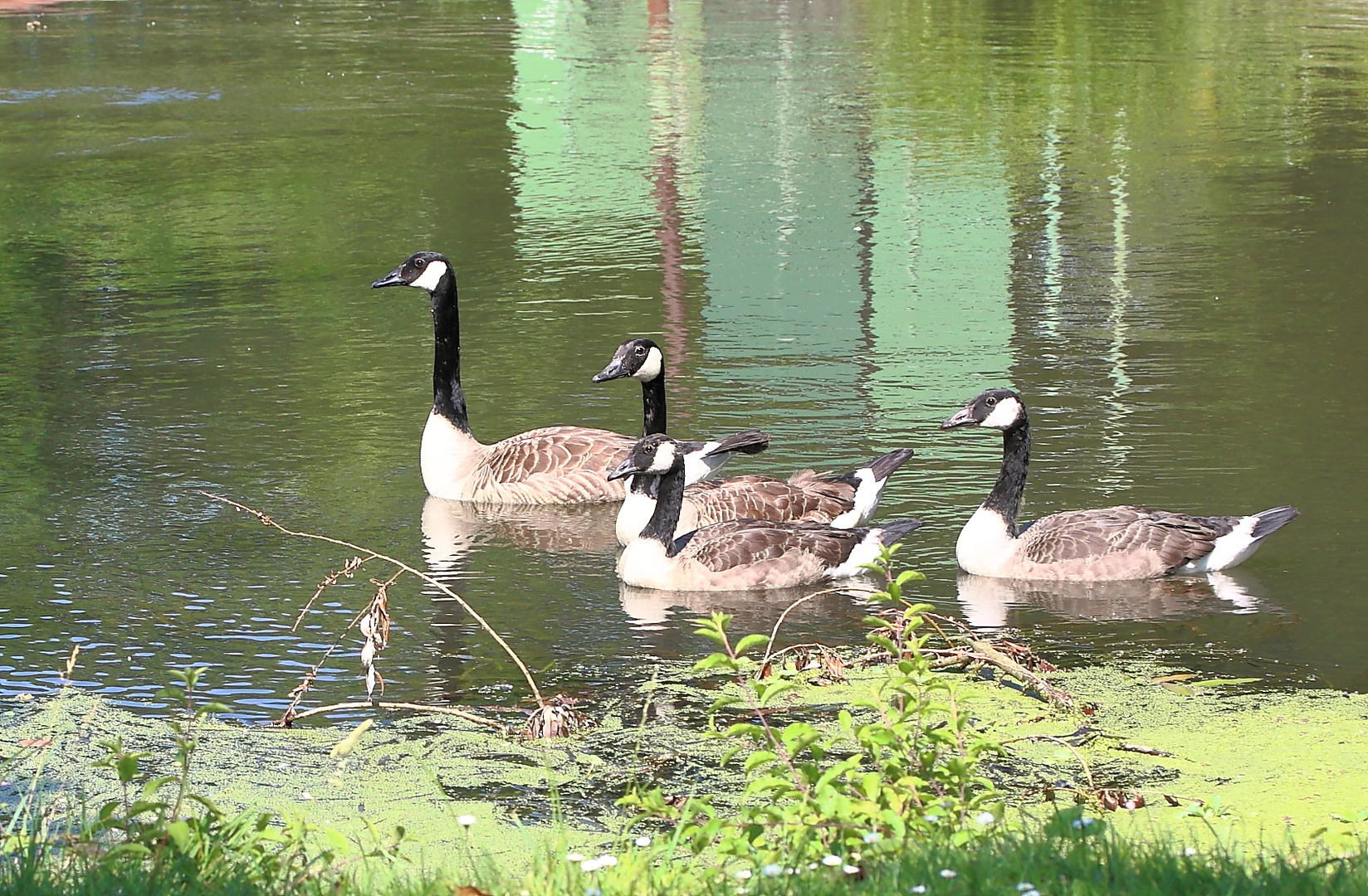 Kanadagans-Familie.....