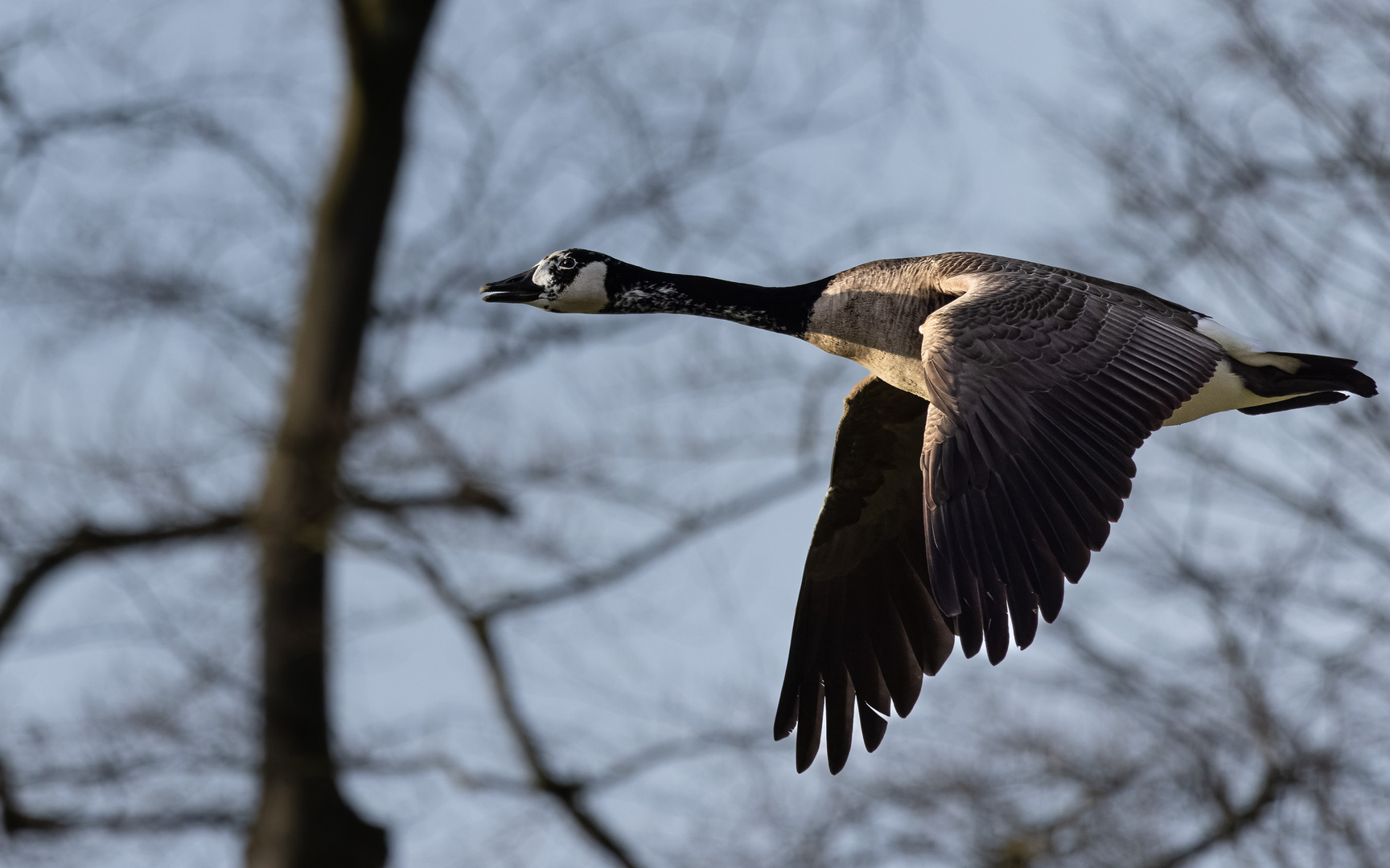 Kanadagans fliegt in den Sonnenaufgang I