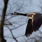 Kanadagans fliegt in den Sonnenaufgang I