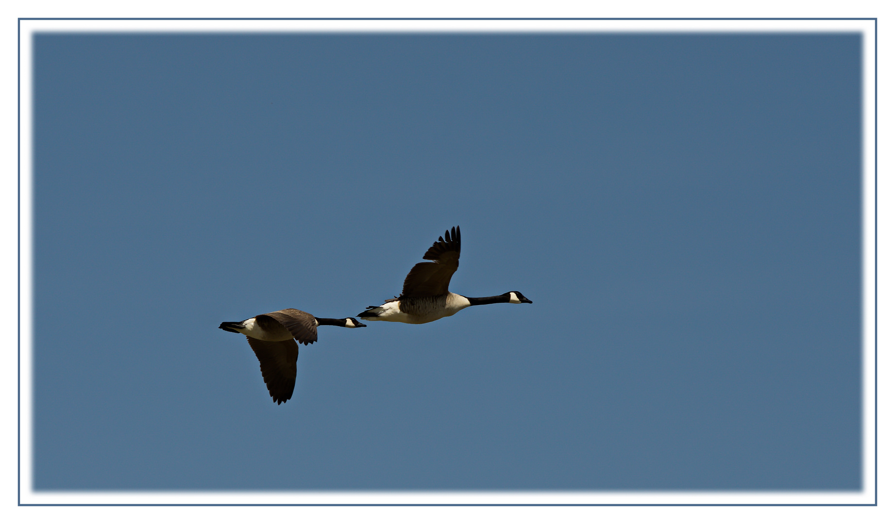 Kanadagans - Flugbild