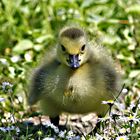 Kanadagans - Gössel oder: The little duck in the ocean of daisies