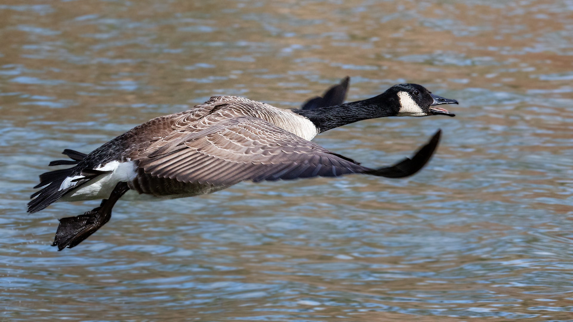 Kanadagans im Flug 001