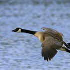 Kanadagans im Flug