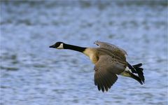 Kanadagans im Flug