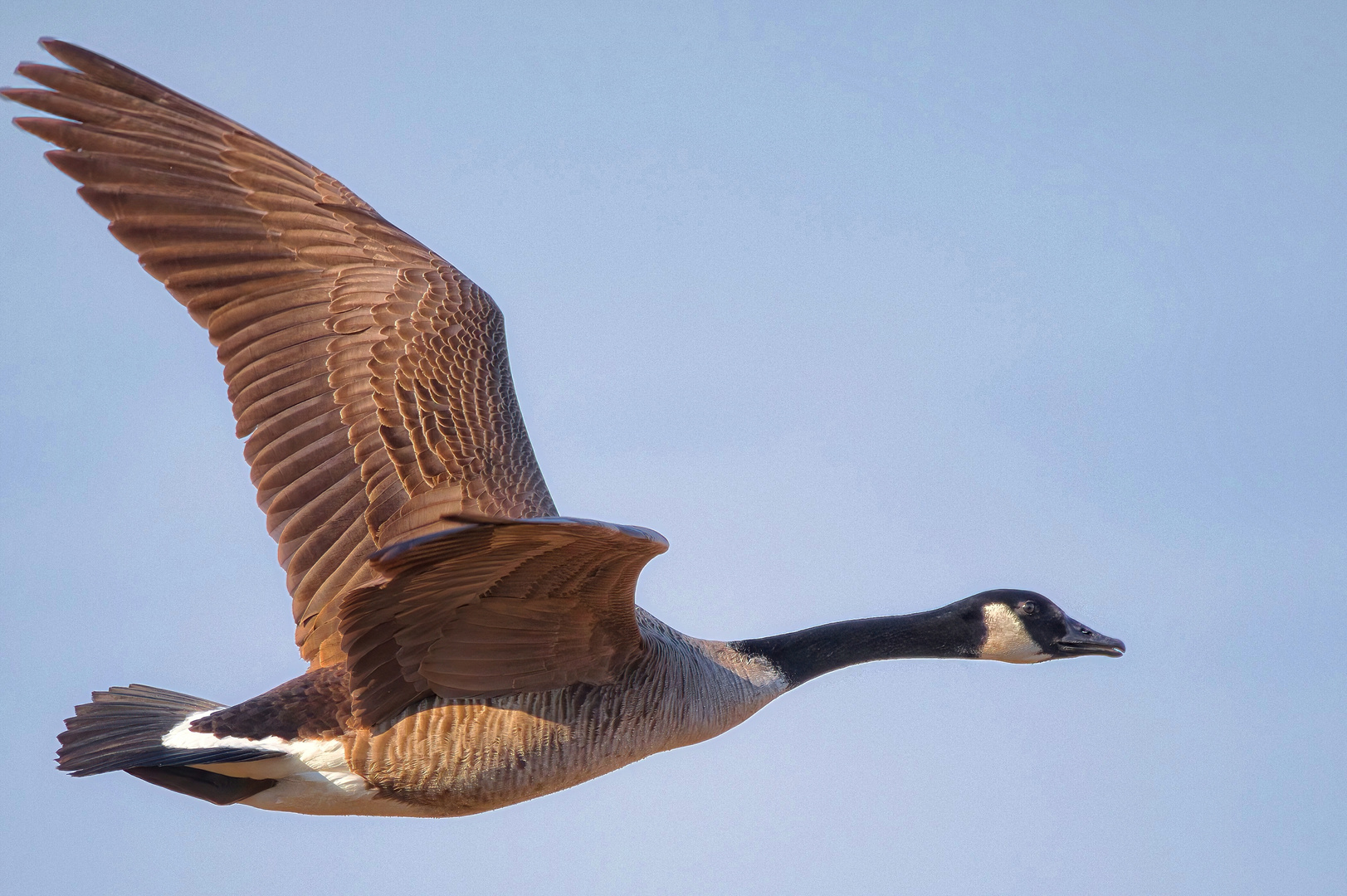 Kanadagans im Flug