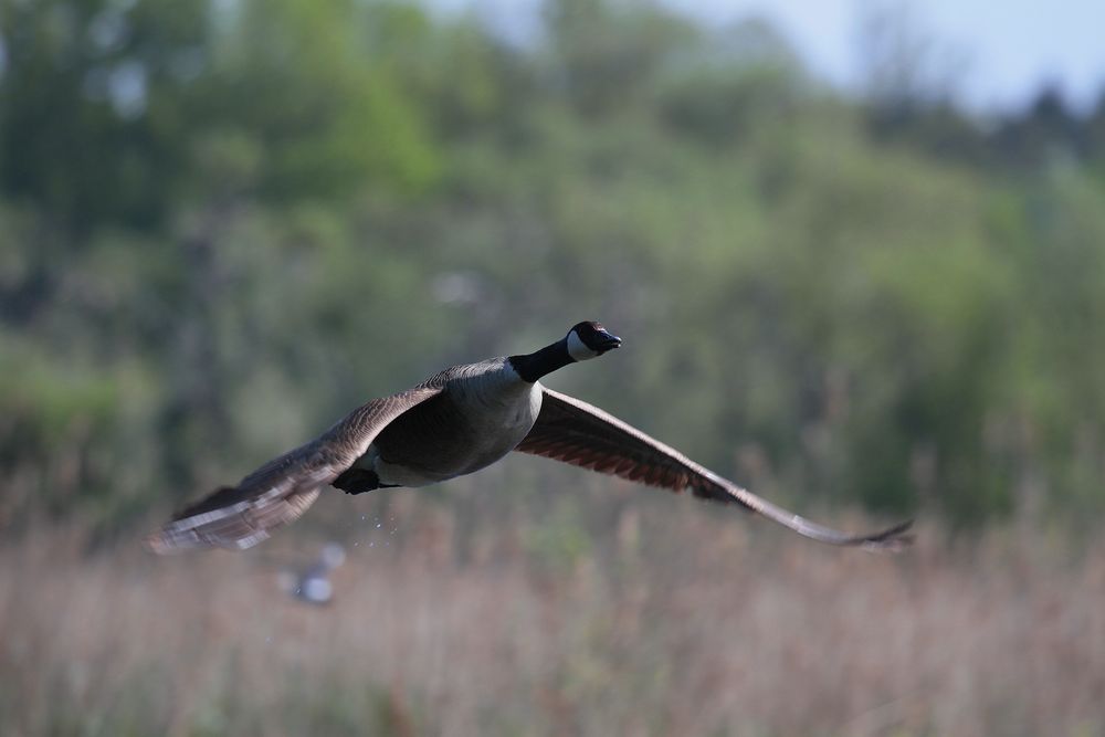 Kanadagans im Flug