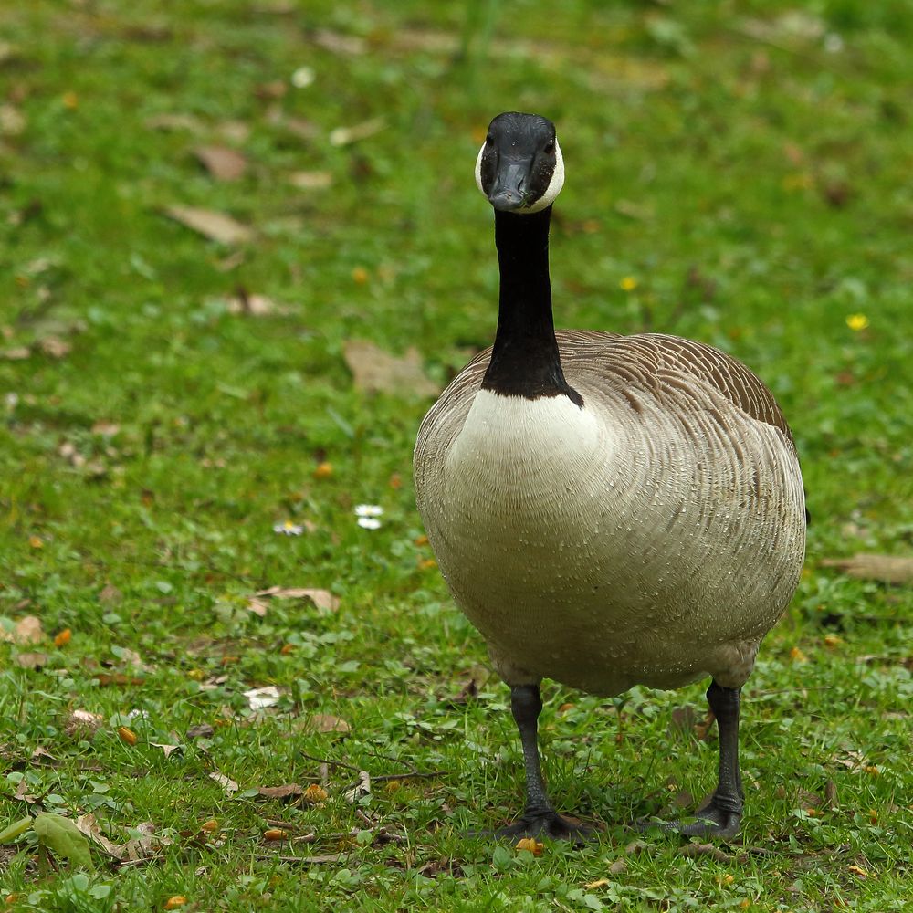 Kanadagans im Rombergpark