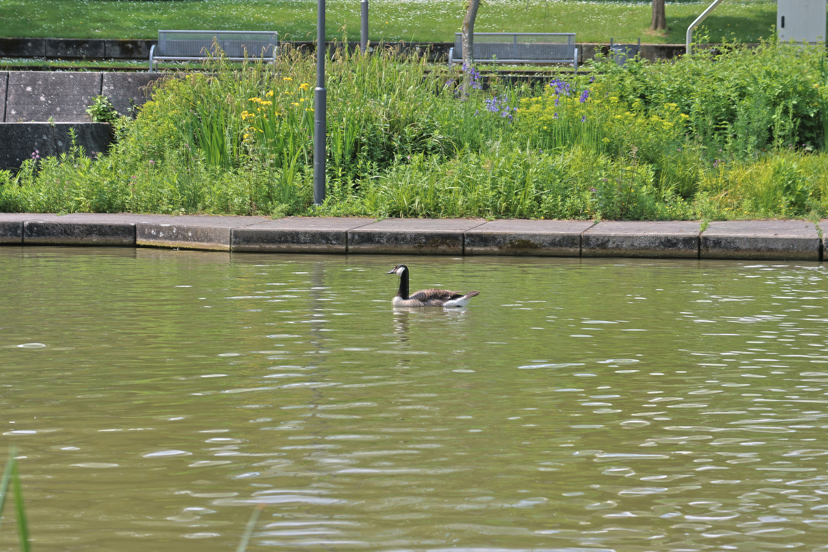 Kanadagans im Sole-Aktiv-Park