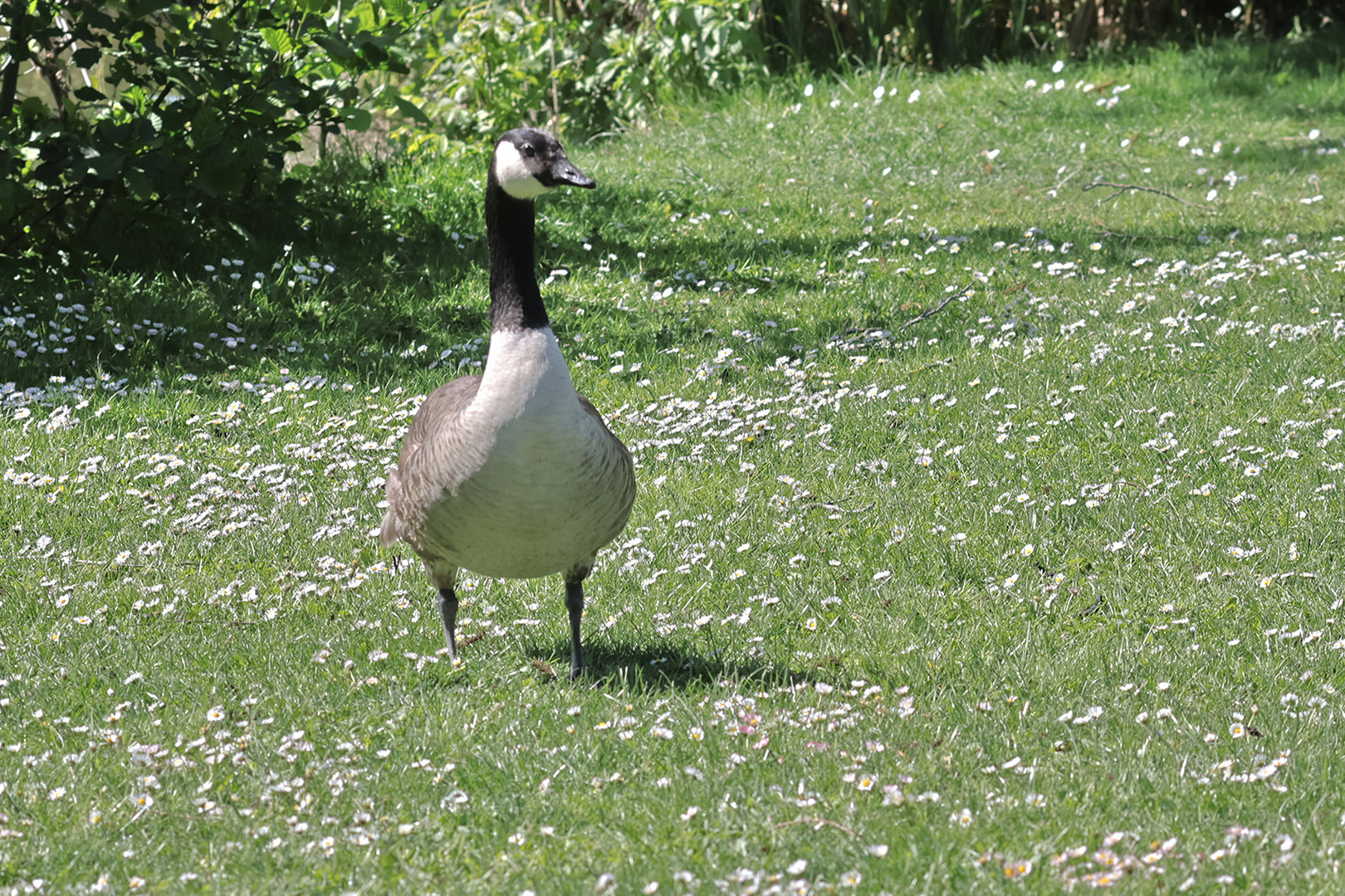 Kanadagans im Sole-Aktiv-Park