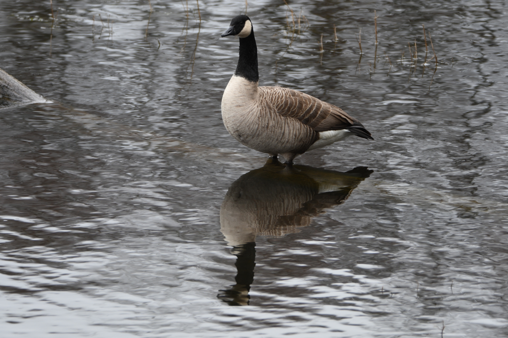 Kanadagans im Spiegelbild 