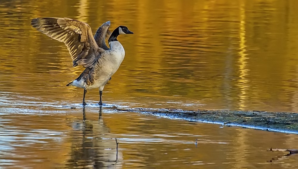 Kanadagans in der Abendsonne am Silbersee - dem Giftigen