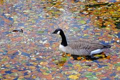 Kanadagans in der Blättersuppe der Gräfte von Wasserburg Hülshoff im Münsterland