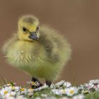 Kanadagans -Jungtier- (Branta canadensis)