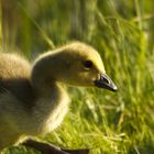 Kanadagans-Kueken - Branta canadensis