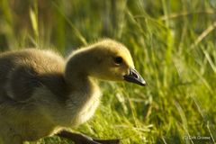 Kanadagans-Kueken - Branta canadensis