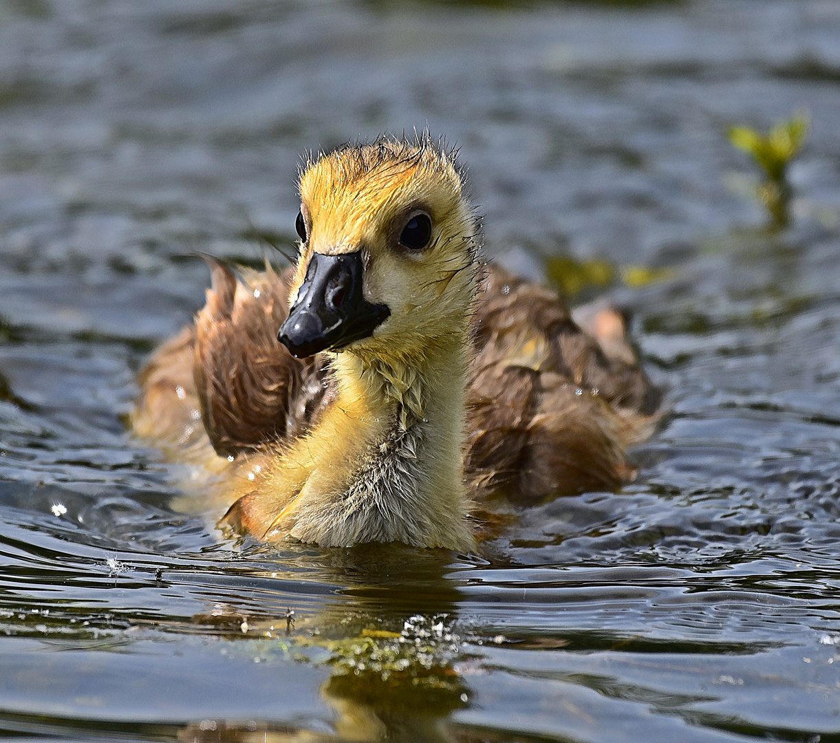 Kanadagans Küken (Branta canadensis)