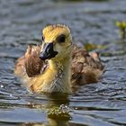 Kanadagans Küken (Branta canadensis)