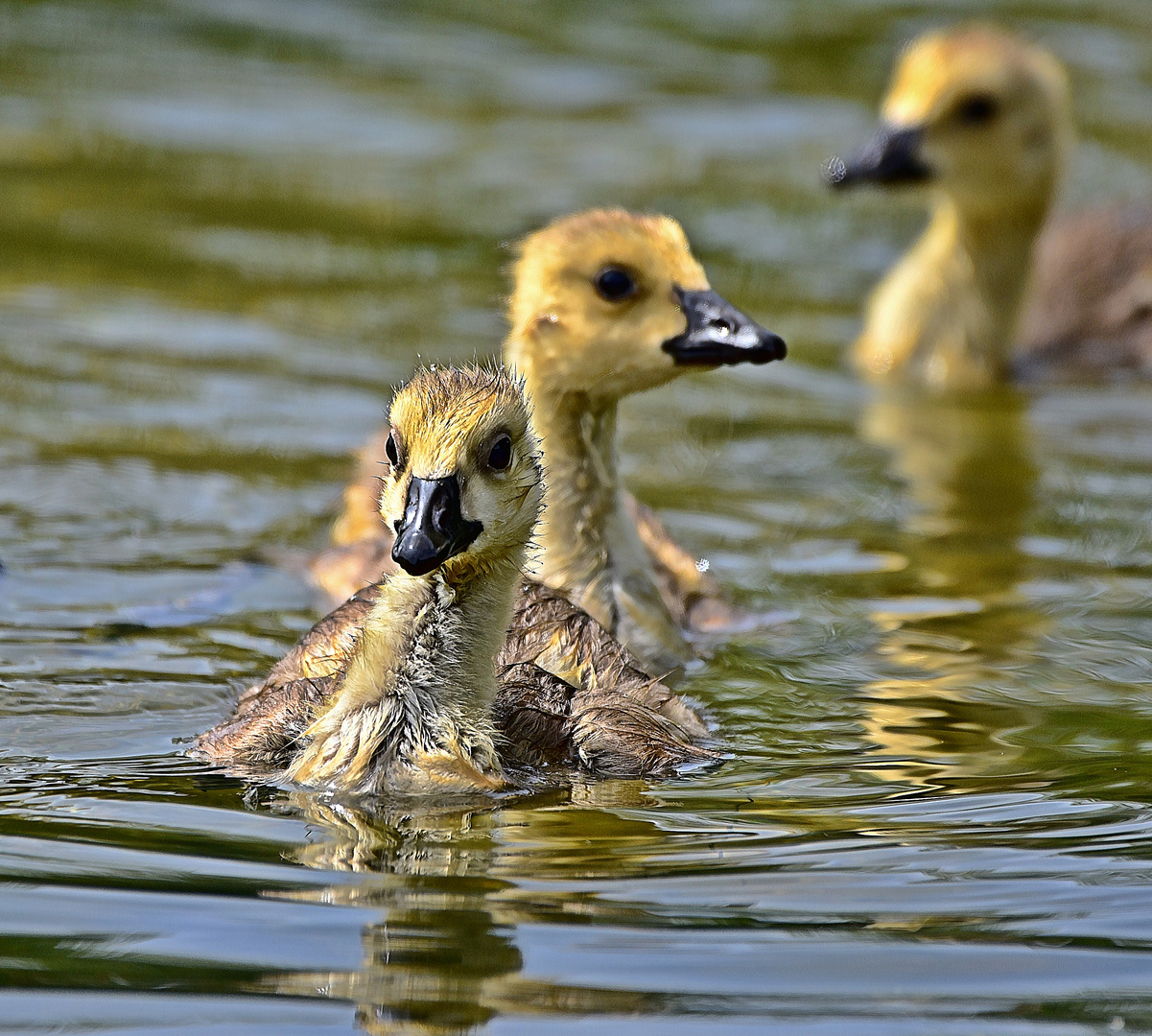 Kanadagans Küken (Branta canadensis)