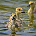 Kanadagans Küken (Branta canadensis)