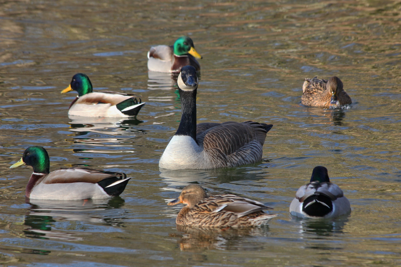 Kanadagans mit Bodyguard-Enten