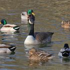 Kanadagans mit Bodyguard-Enten