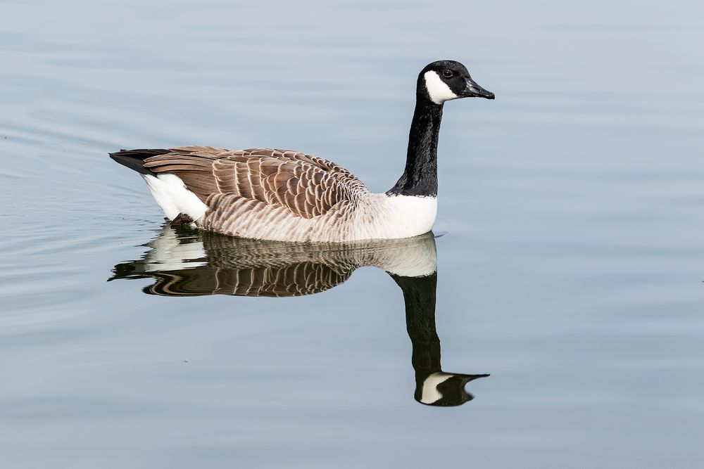 Kanadagans mit Spiegelbild