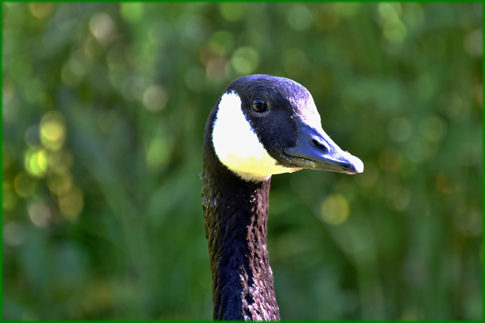 Kanadagans Portrait