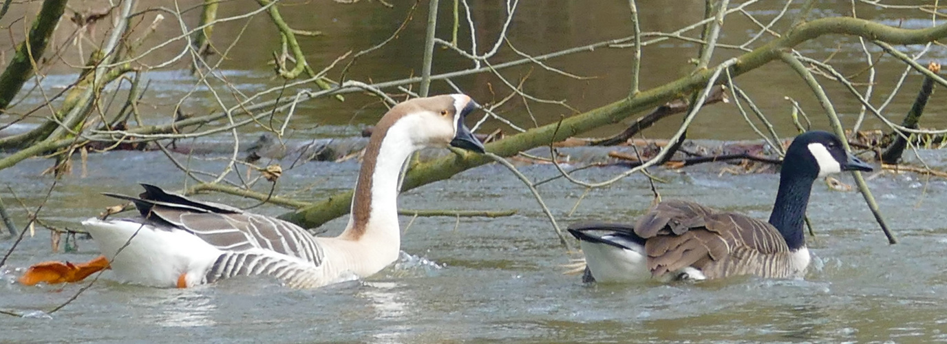 Kanadagans und Höckergans