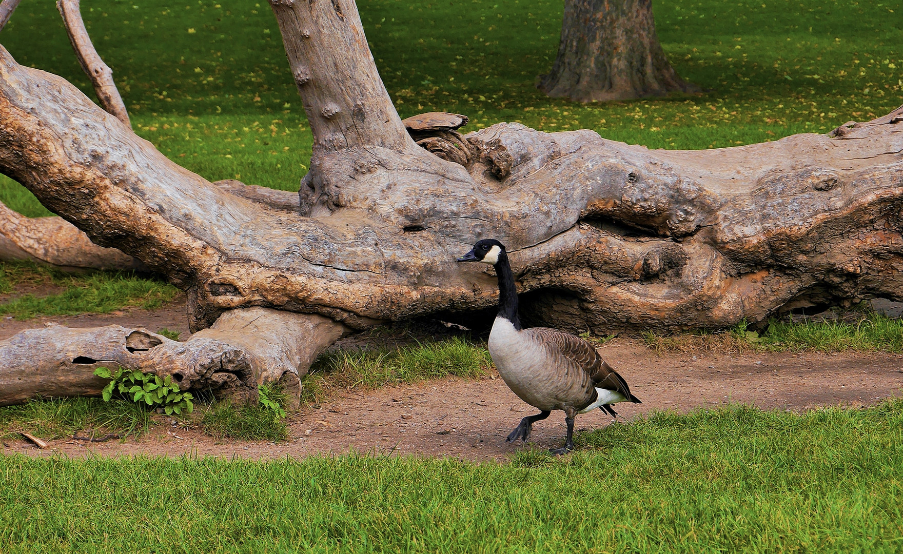 Kanadagans - unterwegs im Park