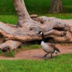 Kanadagans - unterwegs im Park