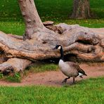 Kanadagans - unterwegs im Park