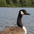 Kanadagans vor dem Bruchsee bei Heppenheim