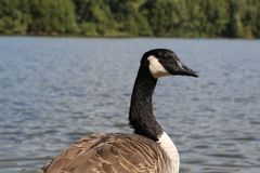 Kanadagans vor dem Bruchsee bei Heppenheim