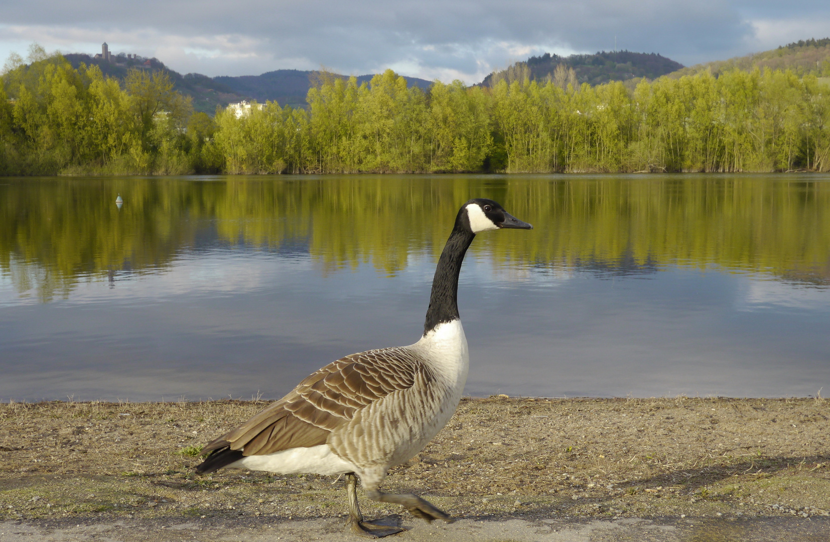 Kanadagans vor dem Bruchsee bei Heppenheim