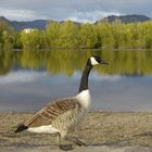 Kanadagans vor dem Bruchsee bei Heppenheim